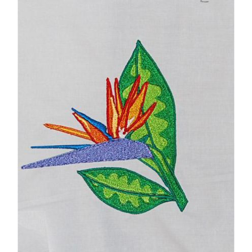Bird Of Paradise 02