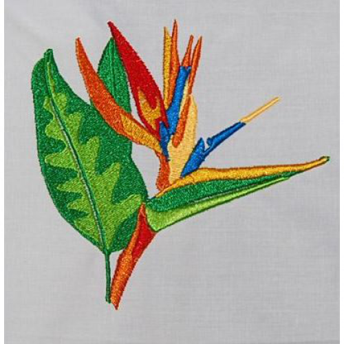Bird Of Paradise 04