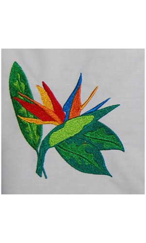 Bird Of Paradise 05