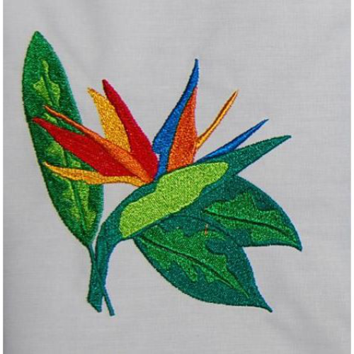 Bird Of Paradise 05