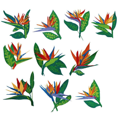 Bird Of Paradise Set