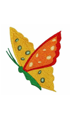 Butterfly 04