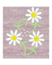 Daisy