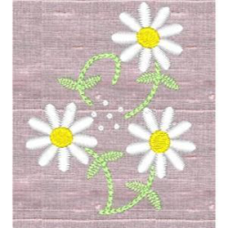 Daisy