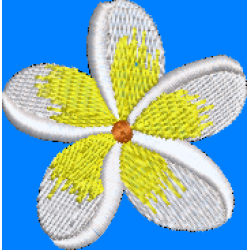 Frangipani