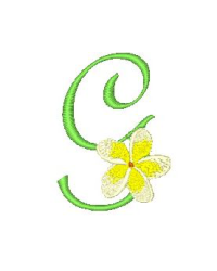Frangipani G