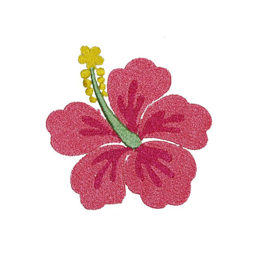 Hibiscus Hibiscus