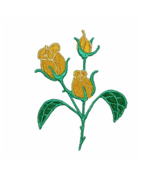 Rose Yellow