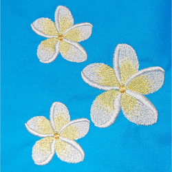 Three Frangipanis